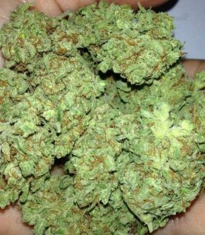 Silver_Buddha_Haze.jpg