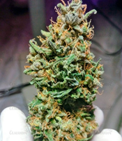 1591699265410.png 1591699265410.png