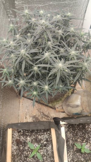 IMG-20241230-WA0006.jpeg