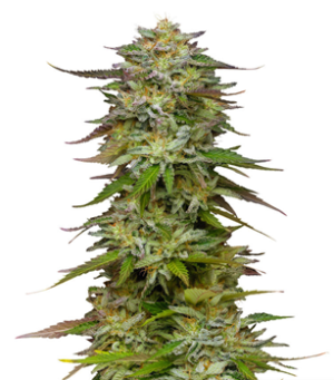 1736613468032.png 1736613468032.png