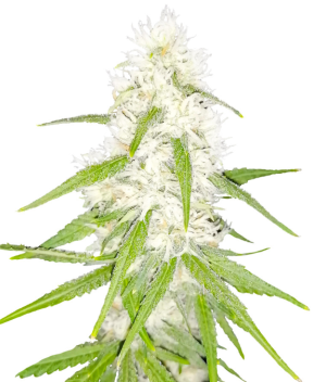 1737046575484.png 1737046575484.png