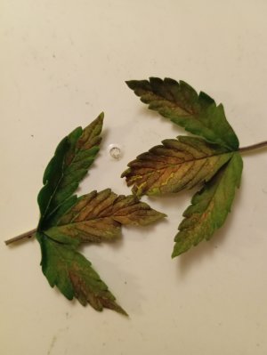 IMG_20250123_164858.jpg IMG_20250123_164858.jpg