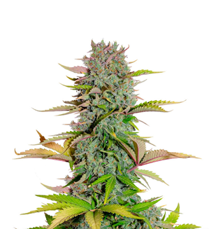 1738588396790.png 1738588396790.png