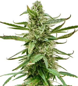 1740916508145.png 1740916508145.png