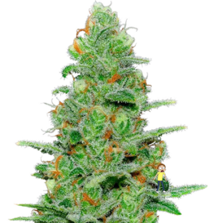 1744791892856.png 1744791892856.png