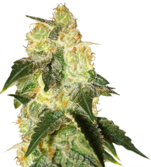 1745222055216.png 1745222055216.png