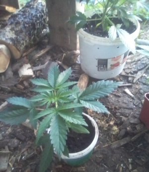 IMG_20220410_062626~2.jpg