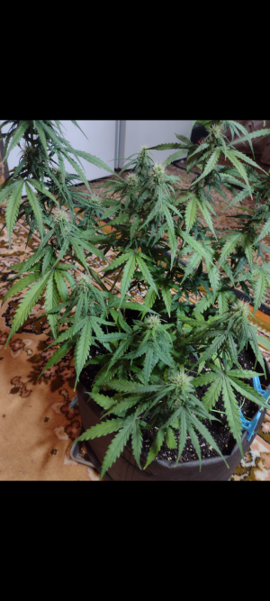 Screenshot_20250513-210611.png Screenshot_20250513-210611.png