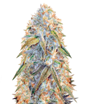 1748184904092.png 1748184904092.png