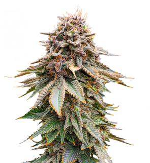 1749476693009.png 1749476693009.png