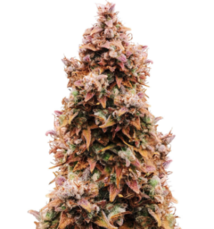 1754054226077.png 1754054226077.png