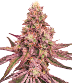 1754998836726.png 1754998836726.png