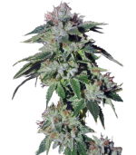 1754998854022.png 1754998854022.png