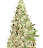 1755088587074.png 1755088587074.png