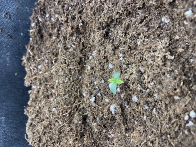 168866ED-F4E6-42ED-BB7D-B9574DF166EE.jpeg 168866ED-F4E6-42ED-BB7D-B9574DF166EE.jpeg