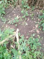 IMG_20250911_070136_232.jpg