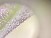 IMG_1458.jpeg
