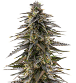 1758806300197.png 1758806300197.png