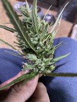 IMG_0643.jpeg