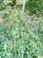 IMG_20251004_075933_612.jpg