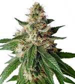 1762541720975.png 1762541720975.png