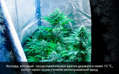 Reakciya-rastenij-konopli-na-holod__E4xTUyUN7MBYZtgk.jpg Reakciya-rastenij-konopli-na-holod__E4xTUyUN7MBYZtgk.jpg
