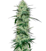 1764506420966.png 1764506420966.png