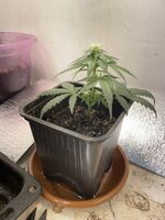 IMG_1926.jpeg