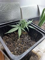 IMG_1925.jpeg