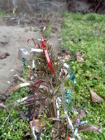 IMG_20251222_155017.jpg IMG_20251222_155017.jpg