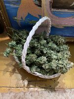 IMG_2191.jpeg