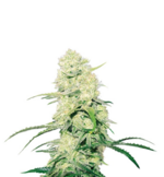 1766927383604.png 1766927383604.png