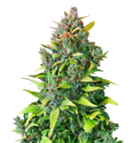 1766927395986.png 1766927395986.png