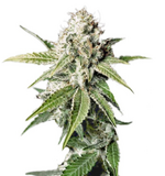 1767898002282.png 1767898002282.png