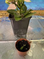 IMG_2503.jpeg IMG_2503.jpeg