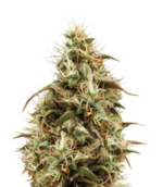 1768655817181.png 1768655817181.png