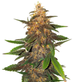 1769076942632.png 1769076942632.png