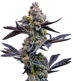 1774461289394.png 1774461289394.png