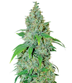 1774461307292.png 1774461307292.png