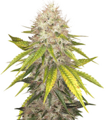 1774461330207.png 1774461330207.png