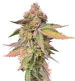 1775219430862.png 1775219430862.png