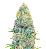 1776174304752.png 1776174304752.png