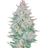 1776174337367.png 1776174337367.png