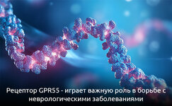 gpr55-borba-s-nevrologicheskimi-zabolevaniyami__Z0X9F3SotGdvdlRg.jpg gpr55-borba-s-nevrologicheskimi-zabolevaniyami__Z0X9F3SotGdvdlRg.jpg