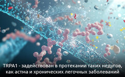 trpa1-puteshestvie-v-legkie-i-kishechnik__bmZeTCYInqlEbPGp.jpg trpa1-puteshestvie-v-legkie-i-kishechnik__bmZeTCYInqlEbPGp.jpg