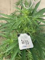 IMG_1166.jpeg