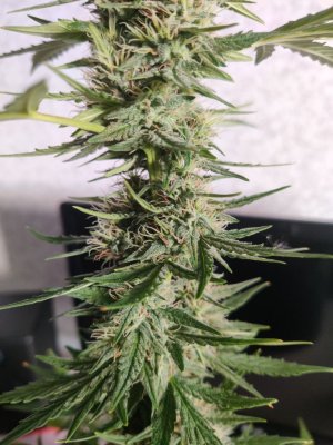 photo_2022-06-24_21-03-28 (2).jpg