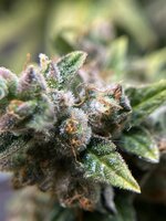 IMG_3537.jpeg