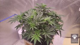 2026-09-30_aya-01_flo-w06d44_canopy_01.jpg