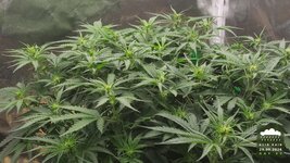 2026-09-29_acid-rain-01_veg-w06d43_canopy_01.jpg